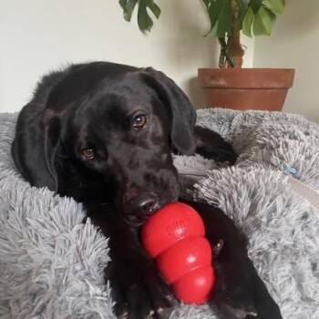 Labrador Retriever Dogs Available for Adoption - Tootsie | PetCurious