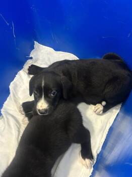 OPIE -  Mixed Breed Dog for Adoption in Dallas, Texas - OPIE | PetCurious