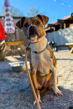 Rescue Mixed Breed Dogs for Adoption in Cincinnati, Ohio - Chili | PetCurious