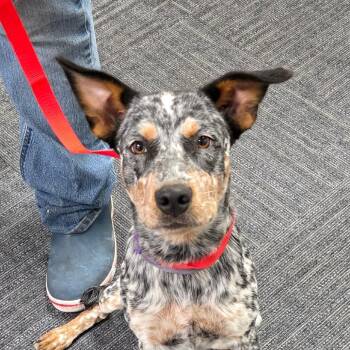 Dixie -  Australian Cattle Dog Blue Heeler Dog for Adoption in Bronson, Florida - Dixie | PetCurious