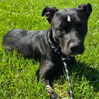 Junior -  Pit Bull Terrier Dog Available for Adoption in Columbia, Missouri - Junior | PetCurious