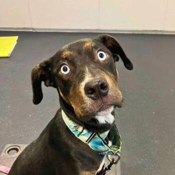 Nyx -  Siberian Husky and Mixed Breed Dog for Adoption in Richmond, Virginia - Nyx | PetCurious
