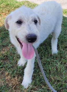 Luca 7 -  Labradoodle Dog for Adoption in Killingworth, Connecticut - Luca 7 | PetCurious
