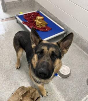 German Shepherd Dog Dogs Available for Adoption in Loveland, Colorado - QUINN | PetCurious