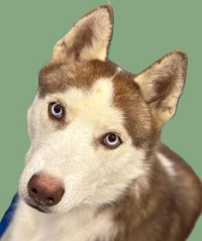 Rescue Husky Dogs for Adoption in Pasco, Washington - Pancho Villa | PetCurious