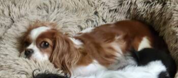 Patti OGreen -  Cavalier King Charles Spaniel Dog for Adoption in Broken Arrow, Oklahoma - Patti OGreen | PetCurious