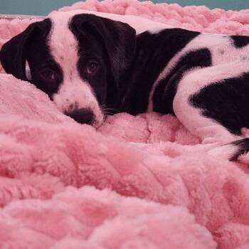 Leia -  Mixed Breed Dog for Adoption in Shorewood, Illinois - Leia | PetCurious