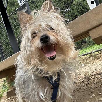 Buggie -  Mixed Breed Dog for Adoption in Philadelphia, Pennsylvania - Buggie | PetCurious