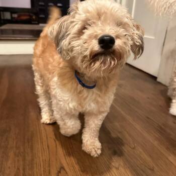 Jack -  Poodle Dog for Adoption in Villa Park, California - Jack | PetCurious