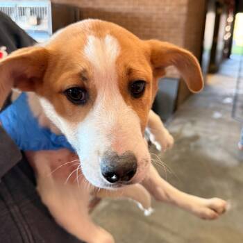 Labrador Retriever Dogs Available for Adoption - Dothan | PetCurious