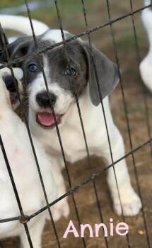 Great Pyrenees and Labrador Retriever Dogs Available for Adoption in Lutz, Florida - Annie | PetCurious