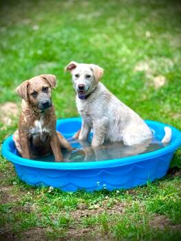Labrador Retriever and Shepherd Dogs Available for Adoption in Newport, New Hampshire - Dave | PetCurious