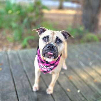 Pookie -  Mixed Breed Dog for Adoption in Port Charlotte, Florida - Pookie | PetCurious