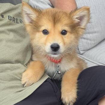 Sega -  Mixed Breed Dog for Adoption in Buffalo, Minnesota - Sega | PetCurious