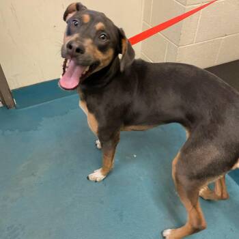 Mixed Breed Dogs Available for Adoption in Memphis, Tennessee - Laura | PetCurious