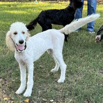 Dolly -  Aussiedoodle Dog for Adoption in Bellaire, Texas - Dolly | PetCurious