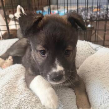 Azula -  Australian Shepherd and Border Collie Dog for Adoption in Las Vegas, Nevada - Azula | PetCurious