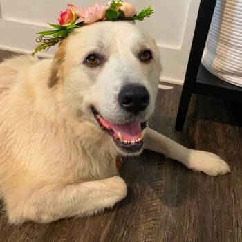 Dolly -  Great Pyrenees Dog for Adoption in Wando, South Carolina - Dolly | PetCurious