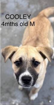 COOLEY -  Shepherd Dog for Adoption in Holbrook, New York - COOLEY | PetCurious