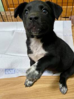 Labrador Retriever and Husky Dogs Available for Adoption in Barnhart, Missouri - Knox | PetCurious