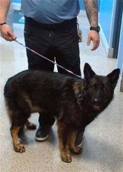 PRISSY -  German Shepherd Dog Dog for Adoption in Doral, Florida - PRISSY | PetCurious