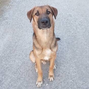 Rescue Shepherd and Mixed Breed Dogs for Adoption in Kingman, Kansas - Shadow | PetCurious