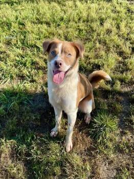 Australian Shepherd and Mixed Breed Dogs Available for Adoption in Pasadena, Texas - HONEY | PetCurious