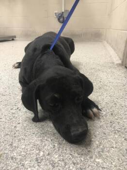 ZOLA -  Labrador Retriever and Mixed Breed Dog for Adoption in Conroe, Texas - ZOLA | PetCurious