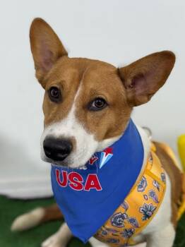 Corgi and Basenji Dogs Available for Adoption in Carlsbad, California - Timothy | PetCurious