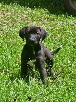 Gigi -  Labrador Retriever and Terrier Dog for Adoption in Glocester, Rhode Island - Gigi | PetCurious