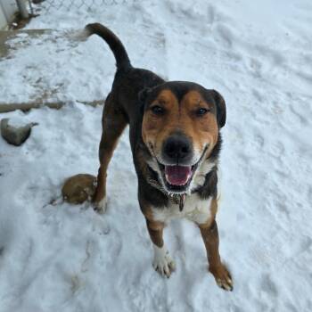 Marcus -  Shepherd Dog for Adoption in Owosso, Michigan - Marcus | PetCurious