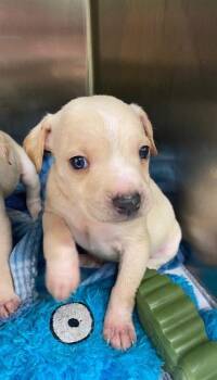 Mixed Breed Dogs Available for Adoption - Donny | PetCurious