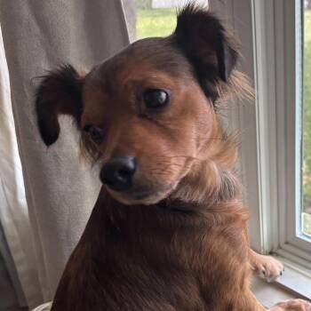 Reno -  Dachshund and Chihuahua Dog for Adoption in Cross Timber, Texas - Reno | PetCurious