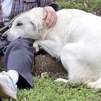Yellow Labrador Retriever Dogs Available for Adoption in Calverton, New York - Beauty | PetCurious