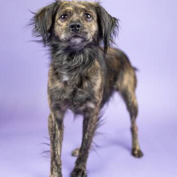August -  Mixed Breed Dog for Adoption in Portland, Oregon - August | PetCurious