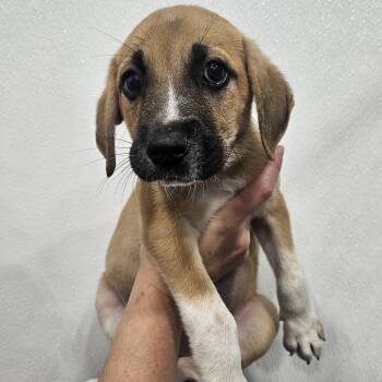 Tiana -  Hound and Labrador Retriever Dog for Adoption in Kalamazoo, Michigan - Tiana | PetCurious