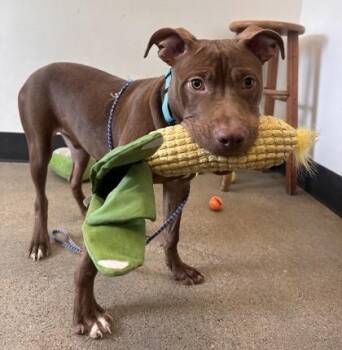 Rescue Pit Bull Terrier Dogs for Adoption in Cleveland, Ohio - Billy Ray | PetCurious