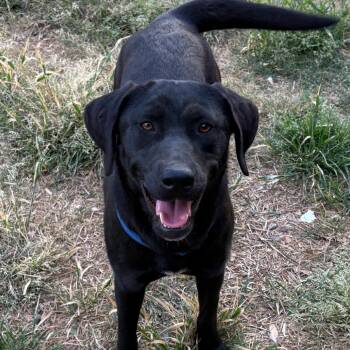 Fern -  Black Labrador Retriever Dog for Adoption in Huntsville, Alabama - Fern | PetCurious