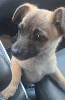 Chihuahua and Yorkshire Terrier Dogs Available for Adoption - Rickie | PetCurious