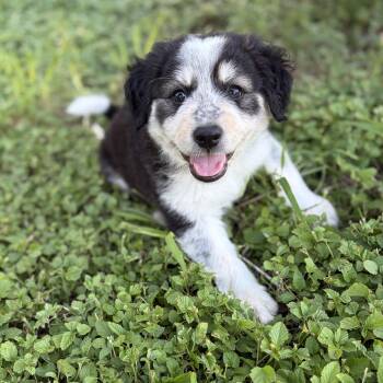 Po -  Australian Cattle Dog Blue Heeler Dog for Adoption in Harlingen, Texas - Po | PetCurious