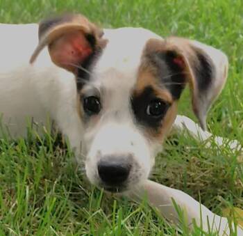 Gracie -  Mixed Breed Dog for Adoption in Lake Geneva, Wisconsin - Gracie | PetCurious