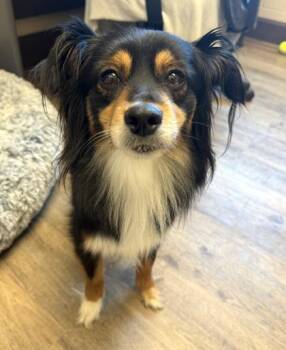 Australian Shepherd and Mixed Breed Dogs Available for Adoption in Palm Coast, Florida - Cheyanne | PetCurious