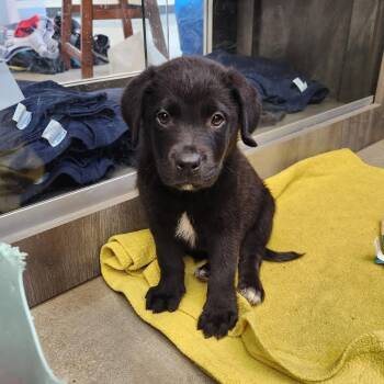 Gomez -  Retriever Dog for Adoption in New Rochelle, New York - Gomez | PetCurious