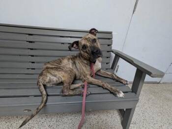 Rescue Pit Bull Terrier Dogs for Adoption in Philadelphia, Pennsylvania - Maddox | PetCurious