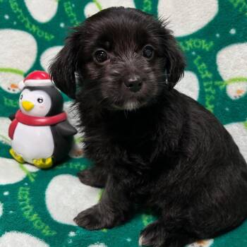 Rescue Yorkshire Terrier and Mixed Breed Dogs for Adoption - Cranberry | PetCurious