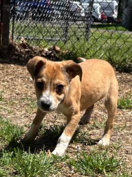 Terrier and Beagle Dogs Available for Adoption in Cambridge, Maryland - Bacon | PetCurious