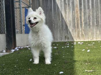 American Eskimo Dog Dogs Available for Adoption in Toronto, Ontario - Snow | PetCurious
