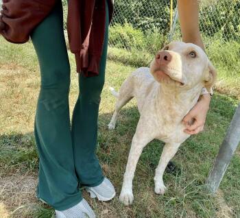 Rescue English Pointer and Australian Cattle Dog Blue Heeler Dogs for Adoption in Melbourne, Arkansas - Princess Dolly | PetCurious