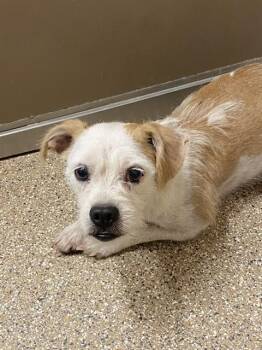 Cairn Terrier and Mixed Breed Dogs Available for Adoption - MAMA | PetCurious