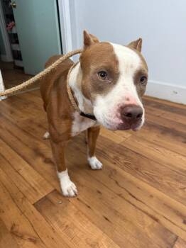Burt -  Staffordshire Bull Terrier Dog for Adoption in Fayetteville, Tennessee - Burt | PetCurious